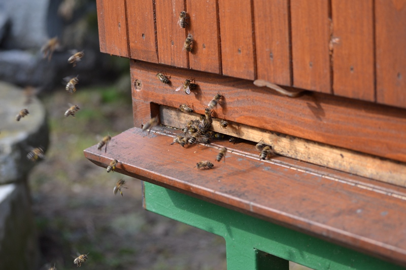 5-Sluníčko probudilo i včeličky..JPG